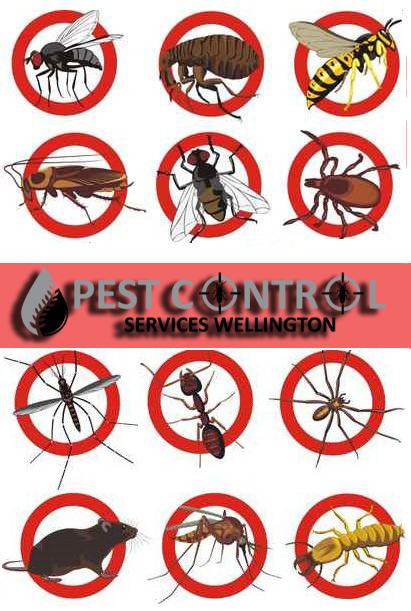 Pest control services johannesburg